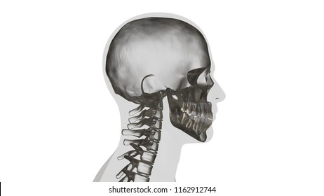 x-ray human skull and teeth - Shutterstock ID 1162912744