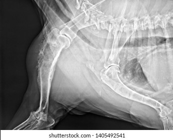 X-ray image of swelling forelimb lameness dog show osteosarcoma bone tumor at foreleg