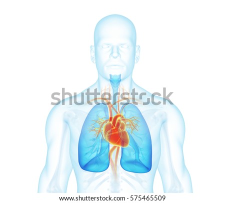 X-ray man front view. Heart, lungs, skeleton, skin on white background.