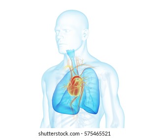 X-ray man three quarter view. Heart, lungs, skeleton, skin on white background.
