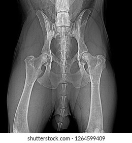 X-ray Of A Moderate Dog Hip Dysplasia . Degenerative Arthritis And Unilateral Subluxation . Computed Radiography ( CR )