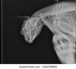 X-ray Photo Of Cat, Kitty Anatomy, Body Skeleton 