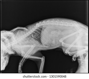 X-ray Photo Of Cat, Kitty Anatomy, Body Skeleton 