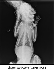 X-ray Photo Of Cat, Kitty Anatomy, Body Skeleton 