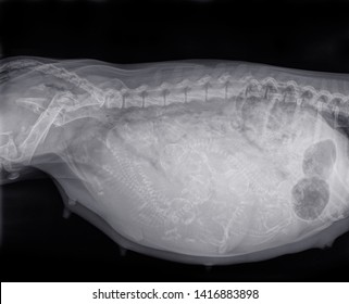 X-ray Of A Pregnant Dachshund Dog With 8 Puppies In The Uterus. On The Left Is The Bitch's Pelvis, On The Right You See The Stomach