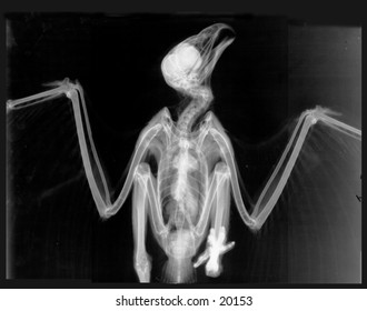 Xray Of A Redtail Hawk.