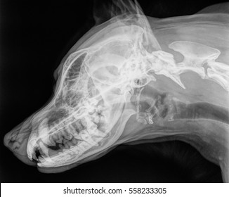 X-ray of the skull of a large dog, side view. Black and white photo