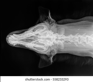 X-ray of the skull of a large dog, view from above. Black and white photo
