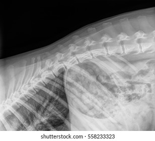 X-ray Of Thoracic Vertebrae Of A Dog, Sideview. Black And White.