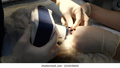 An X-ray Of The Tooth Root Is Performed On An Animal Under Anesthesia On A Portable X-ray Machine. An X-ray Film Is Inserted Into The Animal's Mouth. The Concept Of Dentistry In Animals.