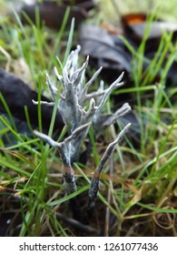 Xylaria Hypoxylon Candle Snuff Fungus Toadstool