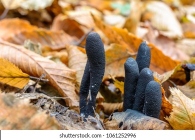 Xylaria polymorpha or dead man's fingers mushroom growing through orange colored autumn tree leaves.