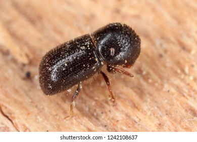 Xyleborus Dispar (pear Blight Beetle) - Ambrosia Beetle. It Is A Species Of Bark Beetles (subfamily Scolytinae) A Pest Of Many Fruit Trees.