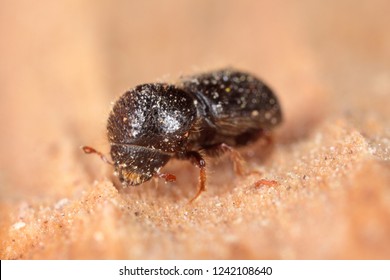 Xyleborus Dispar (pear Blight Beetle) - Ambrosia Beetle. It Is A Species Of Bark Beetles (subfamily Scolytinae) A Pest Of Many Fruit Trees.