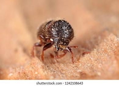 Xyleborus Dispar (pear Blight Beetle) - Ambrosia Beetle. It Is A Species Of Bark Beetles (subfamily Scolytinae) A Pest Of Many Fruit Trees.