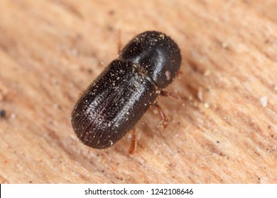 Xyleborus Dispar (pear Blight Beetle) - Ambrosia Beetle. It Is A Species Of Bark Beetles (subfamily Scolytinae) A Pest Of Many Fruit Trees.