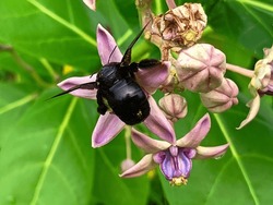 Xylocopa Latipes Or Carpenter Bee Sucks The Nectar Of Purple Flowers