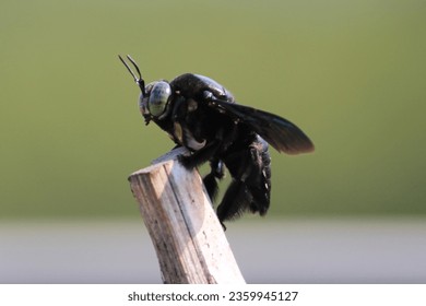 Xylocopa latipes, the tropical carpenter bee, is a species of carpenter bee widely dispersed throughout Southeast Asia.