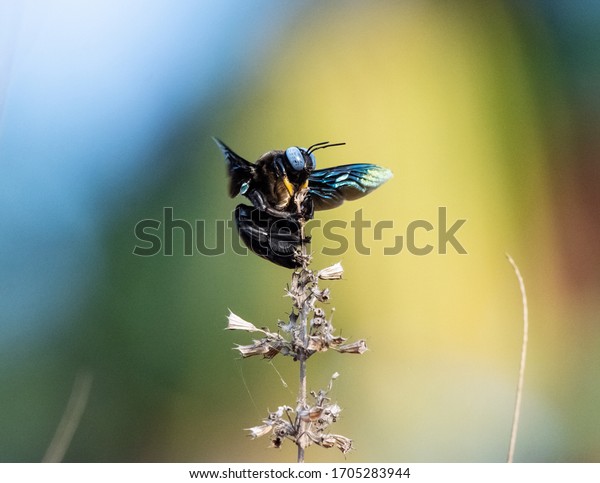Xylocopa violacea, the violet carpenter
bee, is the common European species of carpenter bee, and one of
the largest bees in Europe. It is also native to
Asia.