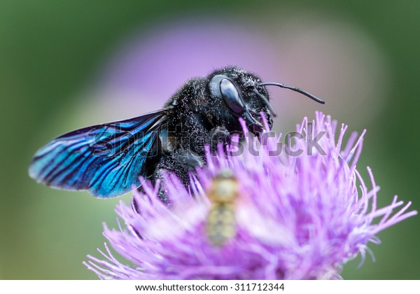 Xylocopa violacea, the\
violet carpenter bee