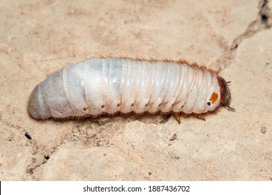 Xylotrupes Gideon  Larva On Ground