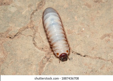 Xylotrupes Gideon  Larva On Ground