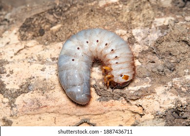 Xylotrupes Gideon  Larva On Ground.