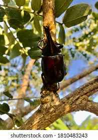 Xylotrupes Gideon Linneaus On The Tree