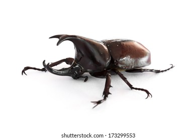 Xylotrupes Gideon On White Background Isolated Stock Photo 173299553 