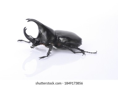 Xylotrupes Gideon On A White Background