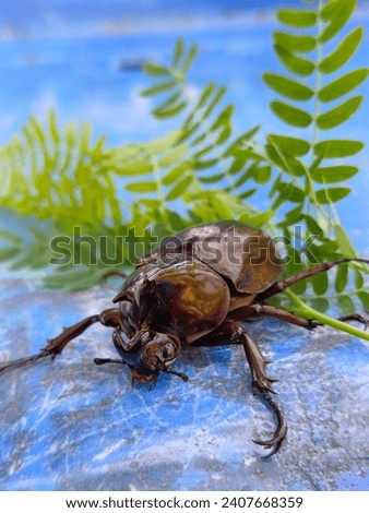Xylotrupes gideon, the brown rhinoceros beetle, is a species of large scarab beetle belonging to the subfamily Dynastinae