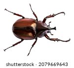 Xylotrupes Gideon is a subfamily of the scarab beetle family, Other names is Hercules beetles, unicorn beetles, or horn beetles, Xylotrupes Gideon isolated on white background with clipping path 