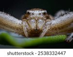 Xysticus is a genus of ground crab spiders described by C. L. Koch in 1835, belonging to the order Araneae, family Thomisidae.