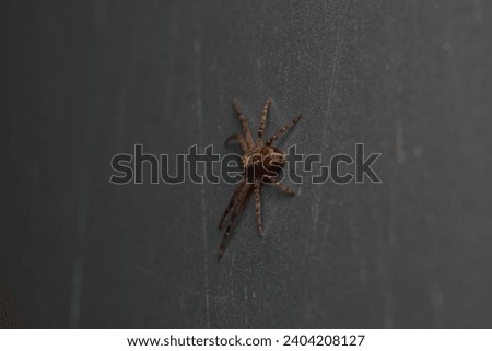 xysticus kochi spider macro photo