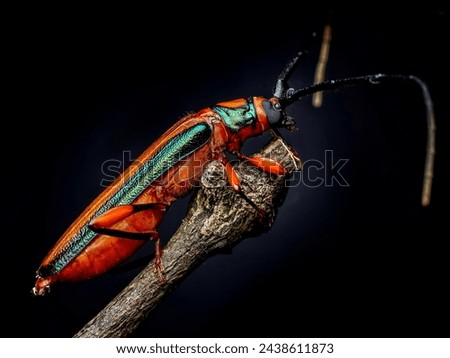Xystrocera is a genus of longhorned beetles from the family Cerambycidae.  This genus is also part of the order Coleoptera, class Insecta, phylum Arthropoda, and kingdom Animalia.