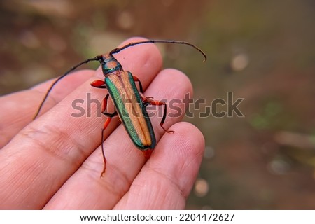Xystrocerini is a genus of long-horned beetles (family Cerambycidae) subfamily Cerambycinae.