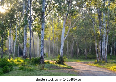 YABBA CREEK, QUEENSLAND, AUSTRALIA: Bluegum Flat, An Endangered Ecosystem In South-east Queensland, With Forest Red Gum Or Queensland Blue Gum Growing On A Fertile Creek Flat, Sites Largely Cleared.