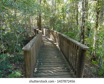 YABBA CREEK, QUEENSLAND, AUSTRALIA : A Boardwalk Or Wooden Footbridge Leads Picturesquely Through A Rainforest Park Over A Mountain Stream, An Invitingly Cool Place On A Summer's Day.