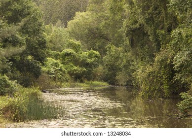 Yabba Creek In South East Queensland, Australia