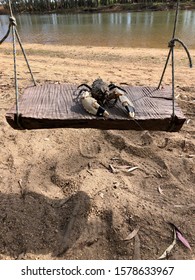 Yabby/fresh Water Crayfish On A Swing 