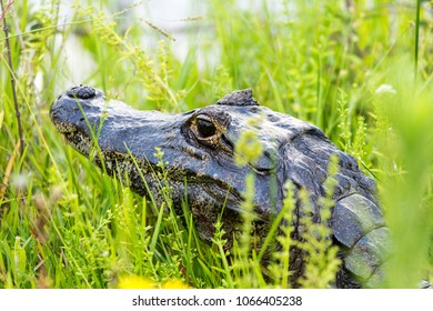 Yacare Caiman (Caiman Yacare)