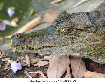 Yacare Caiman (Caiman Yacare) Alligatoridae Family. Amazon Rainforest, Brazil
