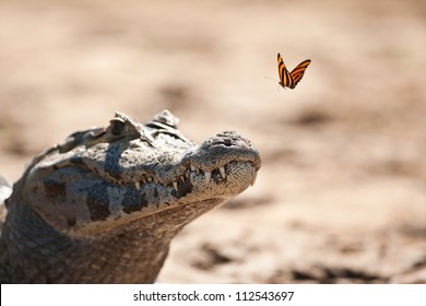 Yacare Caiman with butterfly in the Pantanal, Brazil - Shutterstock ID 112543697