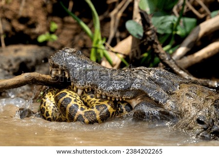 yacare caiman fighting with anaconda in Pantanal