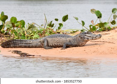 Yacare Caiman In The Pantanal, Brazil