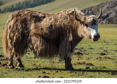 Yack In Orkhon Valley In Mongolia