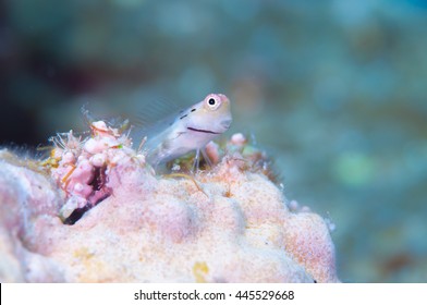 Yaeyama Blenny