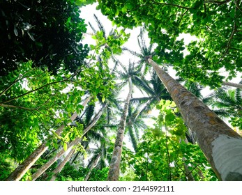 Yaeyama Palm On Ishigaki Island