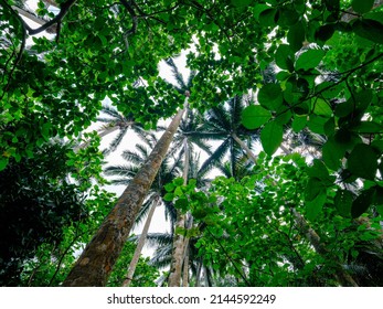 Yaeyama Palm On Ishigaki Island