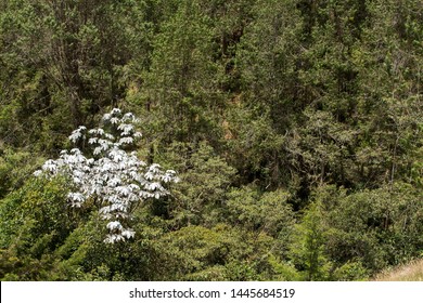 Yagrumo, Yarumo Or Guarumbo - Cecropia Peltata